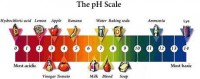 ph-scale lye.jpg